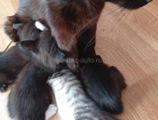 Дарю котят.
