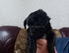 Продаются щенки