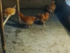 Продаётся цыплята
