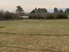Участок алахадзы