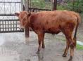 Продам годовалого телёнка ,70 кг 