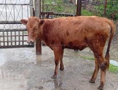 Продам годовалого телёнка ,70 кг 