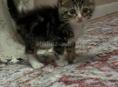 В добрые руки