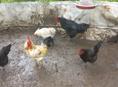 Продам 2 петуха и 3 курицы 