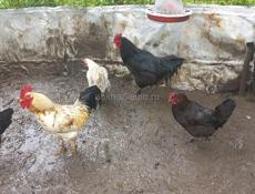 Продам 2 петуха и 3 курицы 