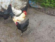 Продам 2 петуха и 3 курицы 