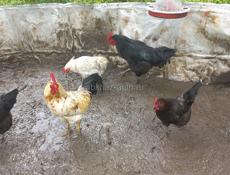 Продам 2 петуха и 3 курицы 