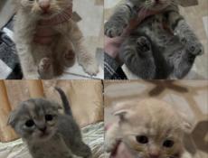 КОТЯТА ШОТЛАНДЦЫ ОТДАЕМ