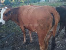 Продается корова  примерно 130 килограмм 