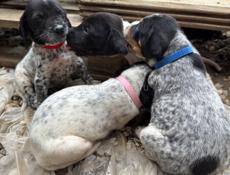 ЩЕНКИ В ДОБРЫЕ РУКИ 🐶 🐶 Сухум 📞 +79409236050