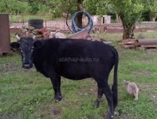 Продается корова