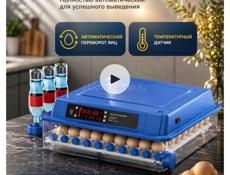 инкубатор 