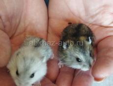 Джунгарский хомяк