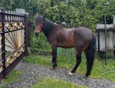 конь 5 лет 