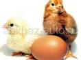 Цыплята Гризбар и Редбро в продаже 