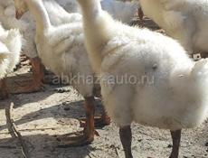 Продаются гусята р. Очамчира  с.илор все по телефону