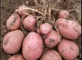 Продам красную картошку 