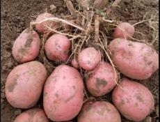 Продам красную картошку 