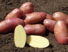 Продам красную картошку 