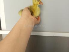 Продам гусят