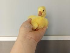 Продам гусят