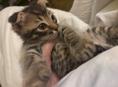 СРОЧНО! Отдаю котенка в добрые руки со всеми базовыми принадлежностями для жизни.