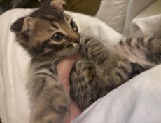 СРОЧНО! Отдаю котенка в добрые руки со всеми базовыми принадлежностями для жизни.