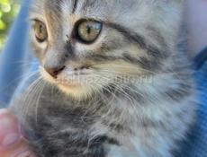 Котята!