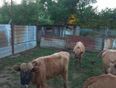 Бычки срочно 