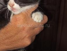 Отдадим котят