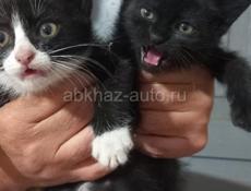 Отдадим котят