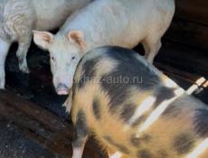 Продаю поросят