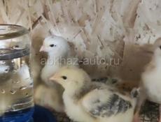 Цыплята Мастер грей 2х недельные