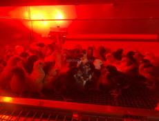 Продаются цыплята мясо-яичная порода двухнедельные 200 р  +79407263285(ватсап) +79409517293(мобильная связь) В наличие есть и 5 дневные 160 р