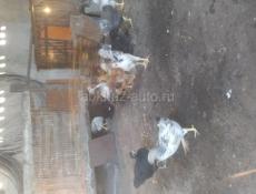 Продам цыплят 2-5 месяцев.