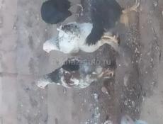 Продам цыплят 2-5 месяцев.