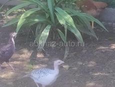 Продам 12 индюшат 1-5 месяцев