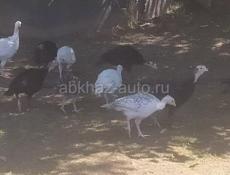 Продам 12 индюшат 1-5 месяцев