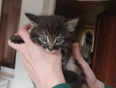Котята, отдам в добрые руки 