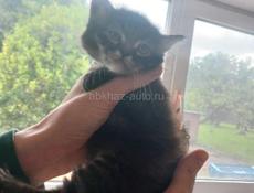 Котята, отдам в добрые руки