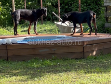 Отдам собак в добрые руки👌