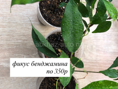 Комнатные растения