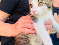 Отдам котенка в добрые руки. Мальчик 