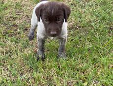 Дратхар щенки 