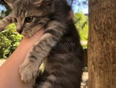 Срочно ищем дом ! Во дворе полно собак 