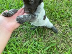 Щенки