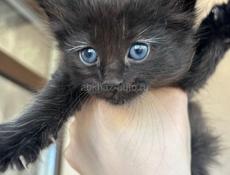 Отдадим котят