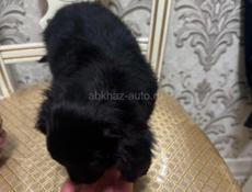 Продаются щенки