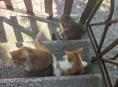 Отдам котят в хорошие руки 