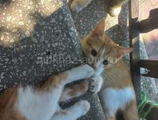 Отдам котят в хорошие руки 